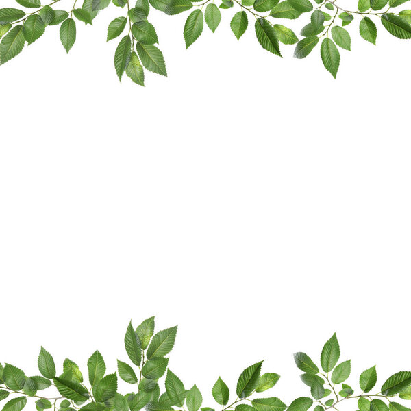Frame of tree branches with green leaves isolated on white