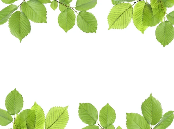 Ramka Gałęzi Drzew Zielonymi Liśćmi Odizolowanymi Białym — Zdjęcie stockowe