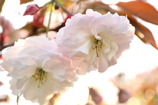Blossoming Pink Sakura Tree Outdoors Spring Day Closeup — Stock Photo, Image