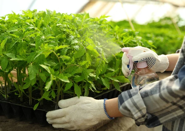 Frau Sprüht Tomatensämlinge Mit Wasser Gewächshaus Nahaufnahme — Stockfoto