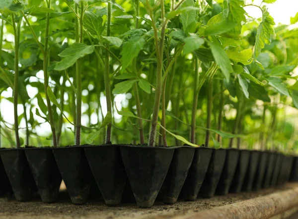 Många Gröna Tomatplantor Plantfacket Bordet Närbild — Stockfoto