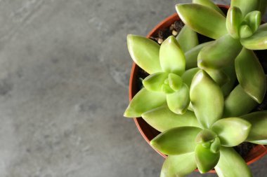 Gri arka planda güzel echeverias, üst görünümü metin için alan. Sulu bitkiler.