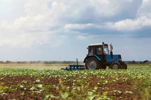 Moderno Campo Cultivo Tractor Girasoles Maduración Industria Agrícola — Foto de Stock
