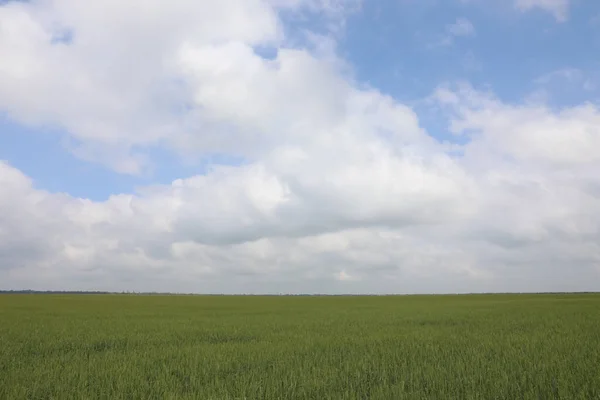 Pole Uprawne Dojrzewającą Uprawą Zbóż Pod Pochmurnym Niebem — Zdjęcie stockowe