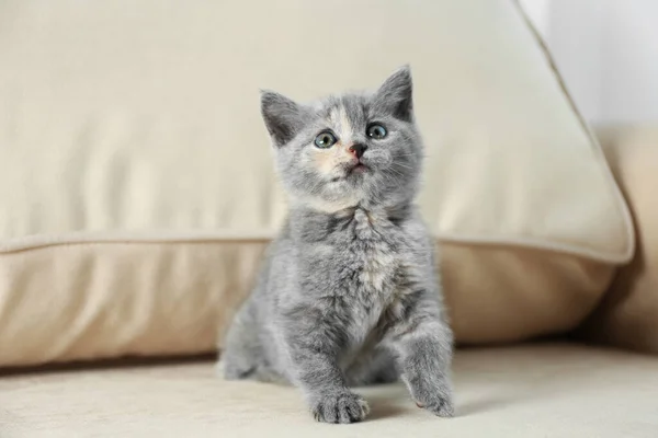 Schattig Brits Stenografisch Katje Beige Sofa Baby Dier — Stockfoto