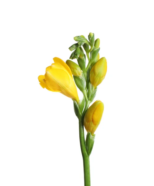 Bela Flor Freesia Amarela Isolada Branco — Fotografia de Stock