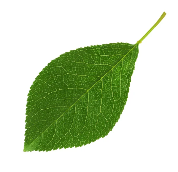 Зеленый Лист Вишни Изолирован Белом — стоковое фото