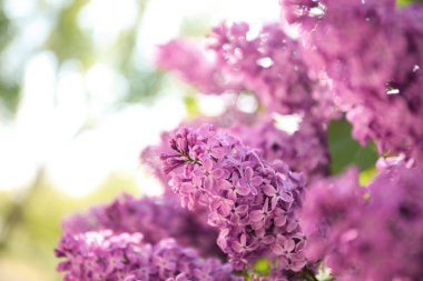 Güzel çiçek açan leylak çalıların yakın görüntüsü.