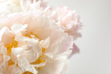 Güzel çiçek açan beyaz şakayık arka planda, yakın plan