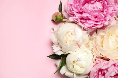 Pembe arka planda güzel, taze şakayıklar, düz yatış. Metin için boşluk