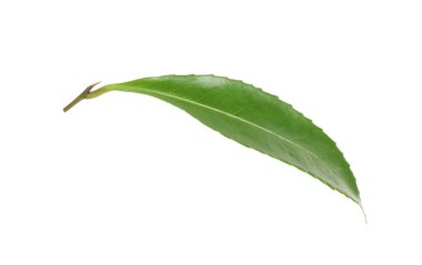 Yeşil yapraklı çay bitkisi beyazda izole edilmiş.