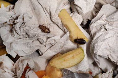 Çöpte hamamböcekleri, üst manzara. Haşere kontrolü