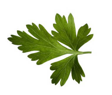 Aromatic fresh green parsley isolated on white clipart