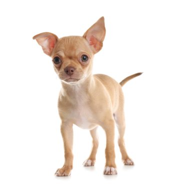 Beyaz arka planda şirin bir Chihuahua köpeği. Yavru hayvan