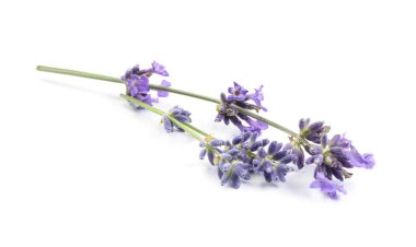 Beyaz arka planda güzel açan lavanta çiçekleri