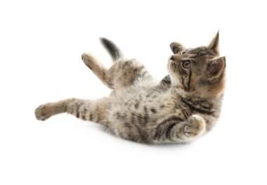 Beyaz arka planda sevimli tekir kedicik. Yavru hayvan