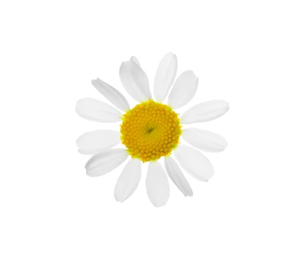 Blooming Chamomile Isolated White Beautiful Flower — Stock Photo, Image