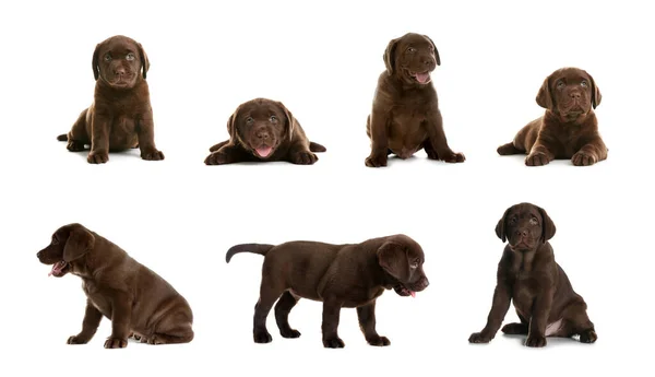 Uppsättning Choklad Labrador Retriever Valpar Vit Bakgrund — Stockfoto