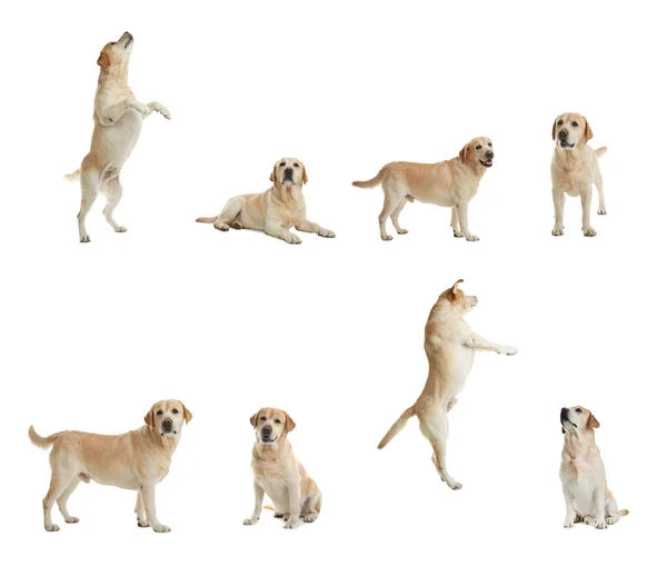 Conjunto Adoráveis Cães Labrador Retriever Fundo Branco — Fotografia de Stock