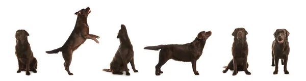 Uppsättning Choklad Labrador Retriever Hundar Vit Bakgrund Banderolldesign — Stockfoto