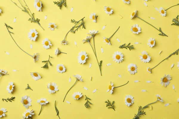 Composición Plana Con Manzanillas Frescas Sobre Fondo Amarillo — Foto de Stock
