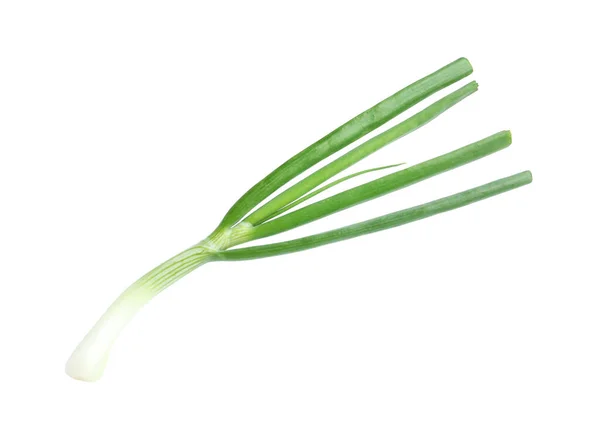 Fresh Green Spring Onion Isolated White — Stock Photo, Image