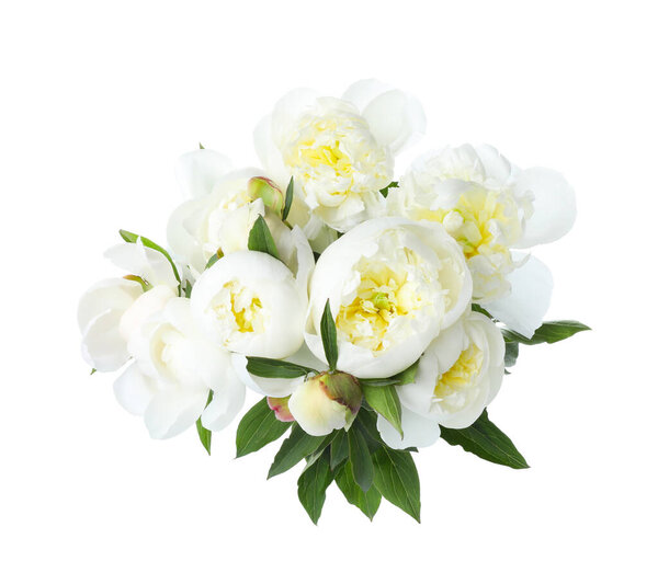 Beautiful blooming peony flowers isolated on white