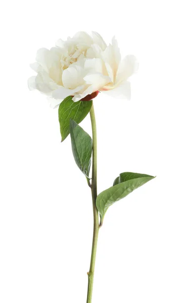 Hermosa Flor Peonía Fragante Aislada Blanco —  Fotos de Stock