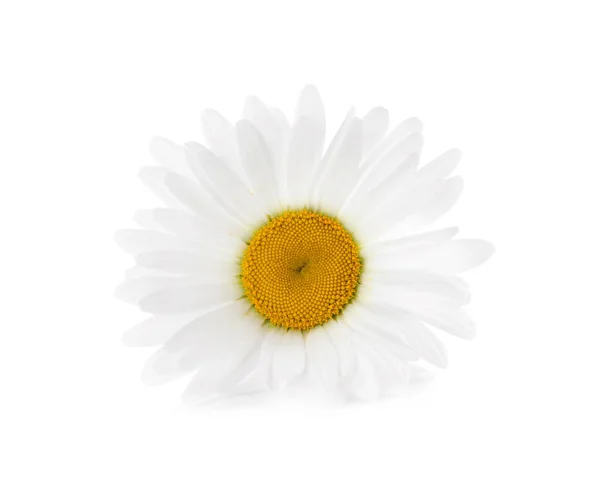 Bellissimo Fiore Profumato Camomilla Isolato Bianco — Foto Stock