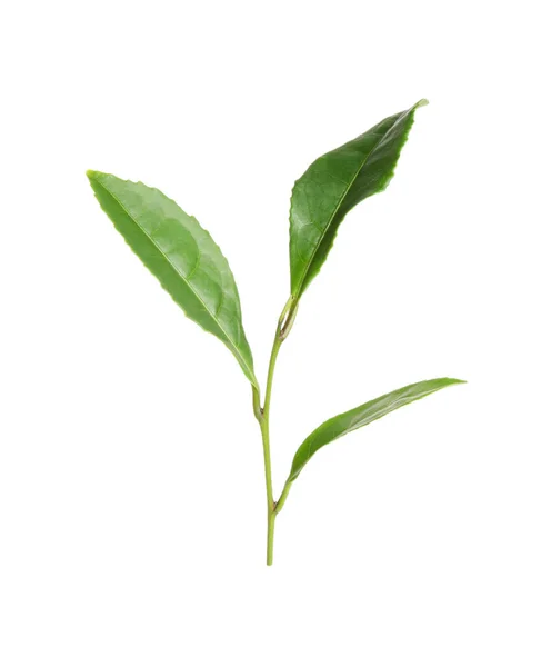 Folhas Verdes Plantas Chá Isoladas Branco — Fotografia de Stock
