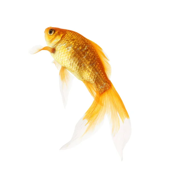 Beautiful Bright Small Goldfish Isolated White — Stock Photo, Image