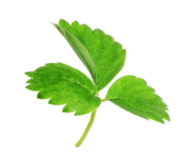 Fresh Green Strawberry Foliage Isolated White — Stock Photo, Image