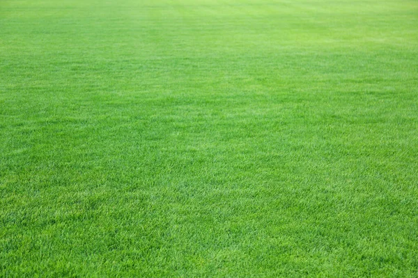 Grüner Rasen Mit Frischem Gras Als Hintergrund — Stockfoto