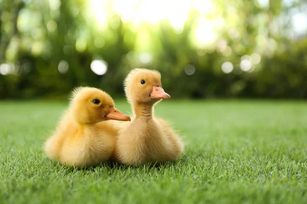 Cute Fluffy Baby Ducklings Green Grass Outdoors — Stock Photo, Image
