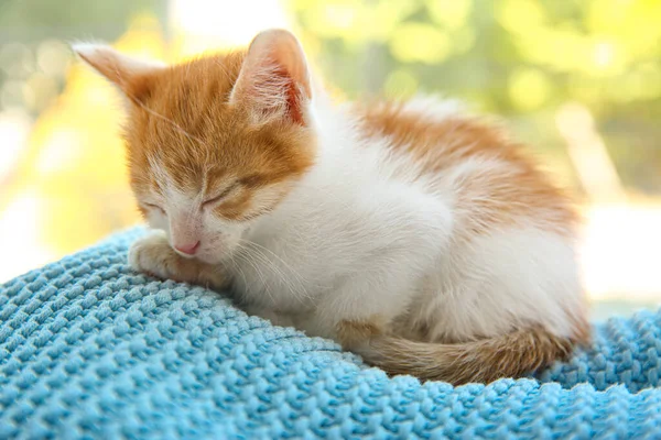 Mignon Petit Chaton Dormant Sur Couverture Bleue Gros Plan Bébé — Photo