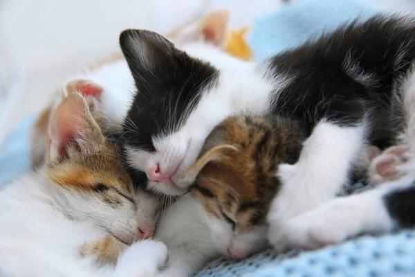 Lindos Gatitos Durmiendo Manta Azul Primer Plano Bebé Animales —  Fotos de Stock