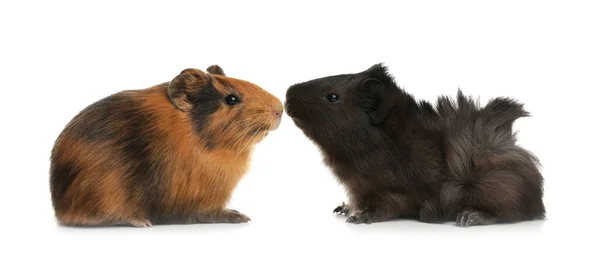 Cute Funny Guinea Pigs White Background — Stock Photo, Image