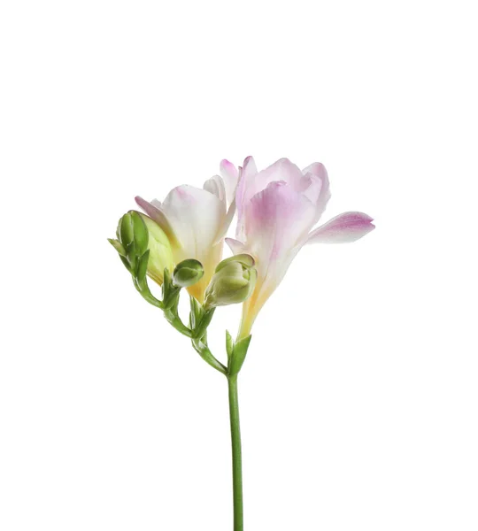 Hermosa Flor Tierna Freesia Aislada Blanco —  Fotos de Stock