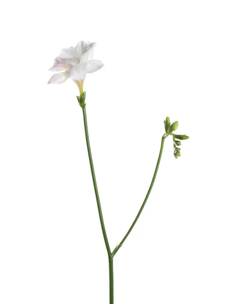 Vackra Anbud Freesia Blomma Isolerad Vit — Stockfoto