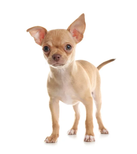 Bonito Cachorro Chihuahua Fundo Branco Bebê Animal — Fotografia de Stock