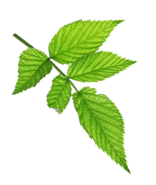 Fresh Green Raspberry Leaves Isolated White — Stock Photo, Image