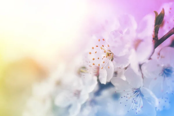 Close Weergave Van Bloeiende Lente Boom Buiten Kleur Afgezwakt — Stockfoto