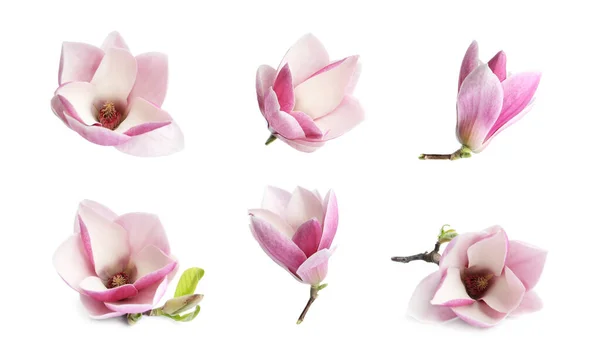 Set Flori Magnolie Frumoase Fundal Alb Flori Primăvară — Fotografie, imagine de stoc