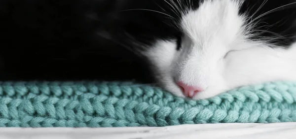 Roztomilá Kočka Odpočívající Zelené Pletenině Detailní Záběr Návrh Nápisu — Stock fotografie