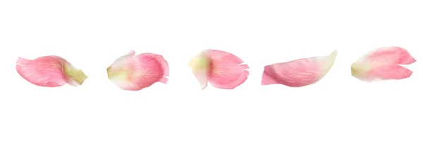 白い背景に新鮮な牡丹の花びらのセット バナーデザイン — ストック写真