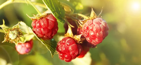 Branch with delicious ripe raspberries on bush, banner design