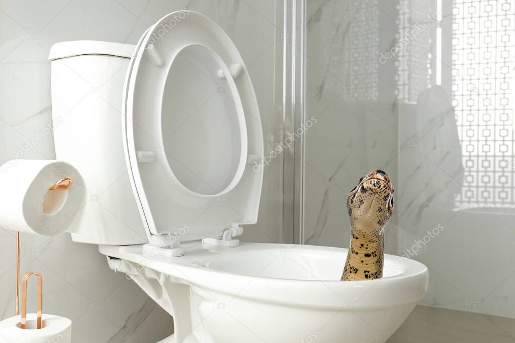 Brown boa constrictor crawling out from toilet bowl in bathroom