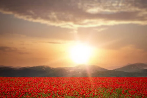 Fält Blommande Vallmo Blommor Nära Bergen Vid Solnedgången — Stockfoto