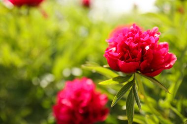 Güzel kırmızı şakayık ilkbahar günü kapanıyor.