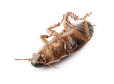 Ölü kahverengi hamamböceği beyazda izole edilmiş, yakın plan. Haşere kontrolü